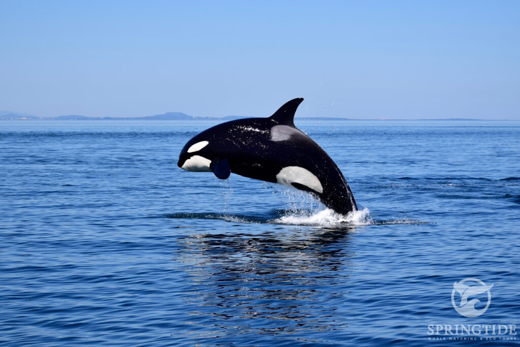 Breaching Transient Killer Whale, Victoria BC