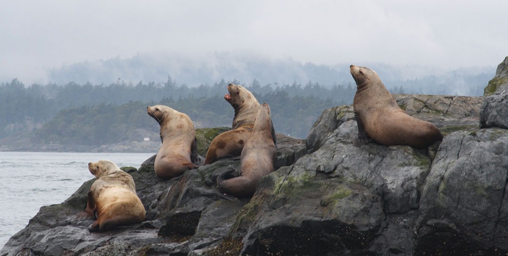 Heard of Harbour seals say hello on a wildlife tour