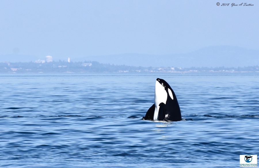 SOUTHERN RESIDENT KILLER WHALES