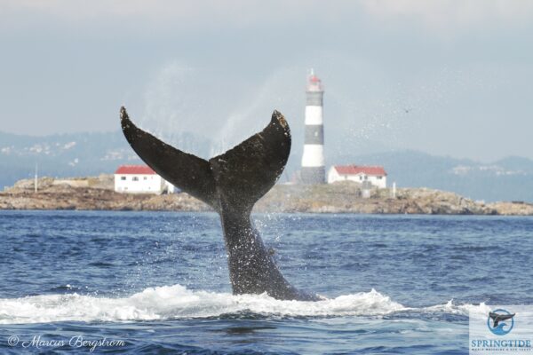 Humpback whale and Race Rocks lighthouse!