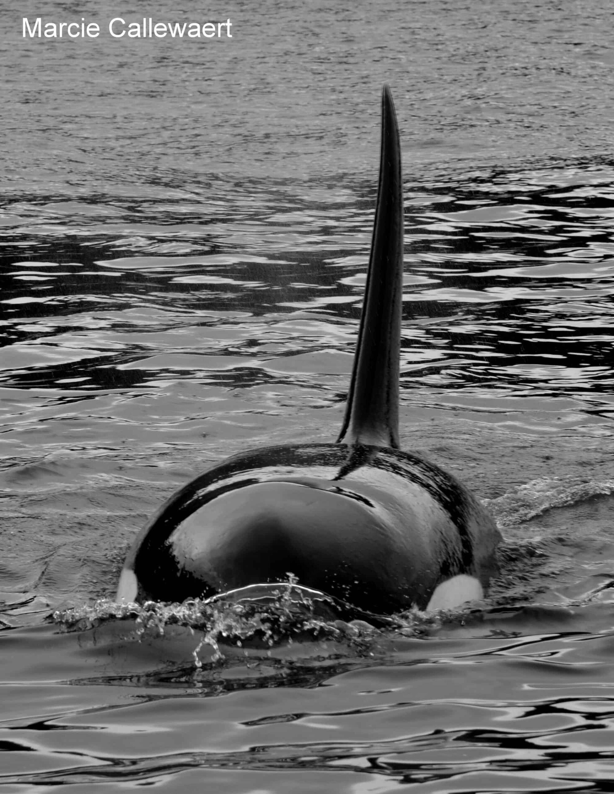 T49A Transient Male Killer Whale