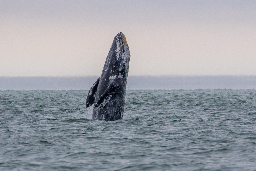 Grey Whale spy hopping in the Salish Sea. Photo taken by SpringTide Crew with a zoom lens.