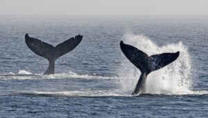The tail of a female humpback and her female calf are seen near Victoria earlier this year. (Pacific Whale Watch Association)