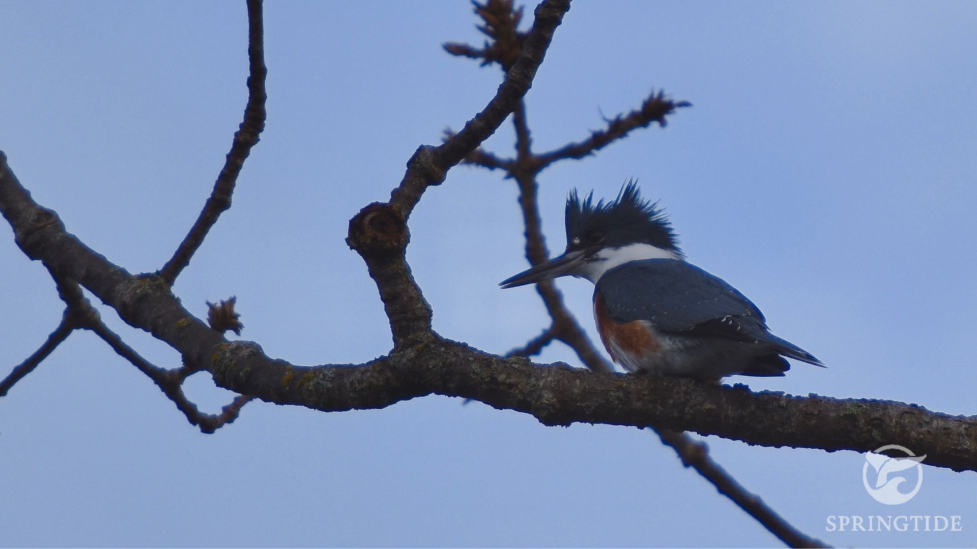A Belted Kingfisher perched atop a branch. Source: SpringTide Whale Watching.